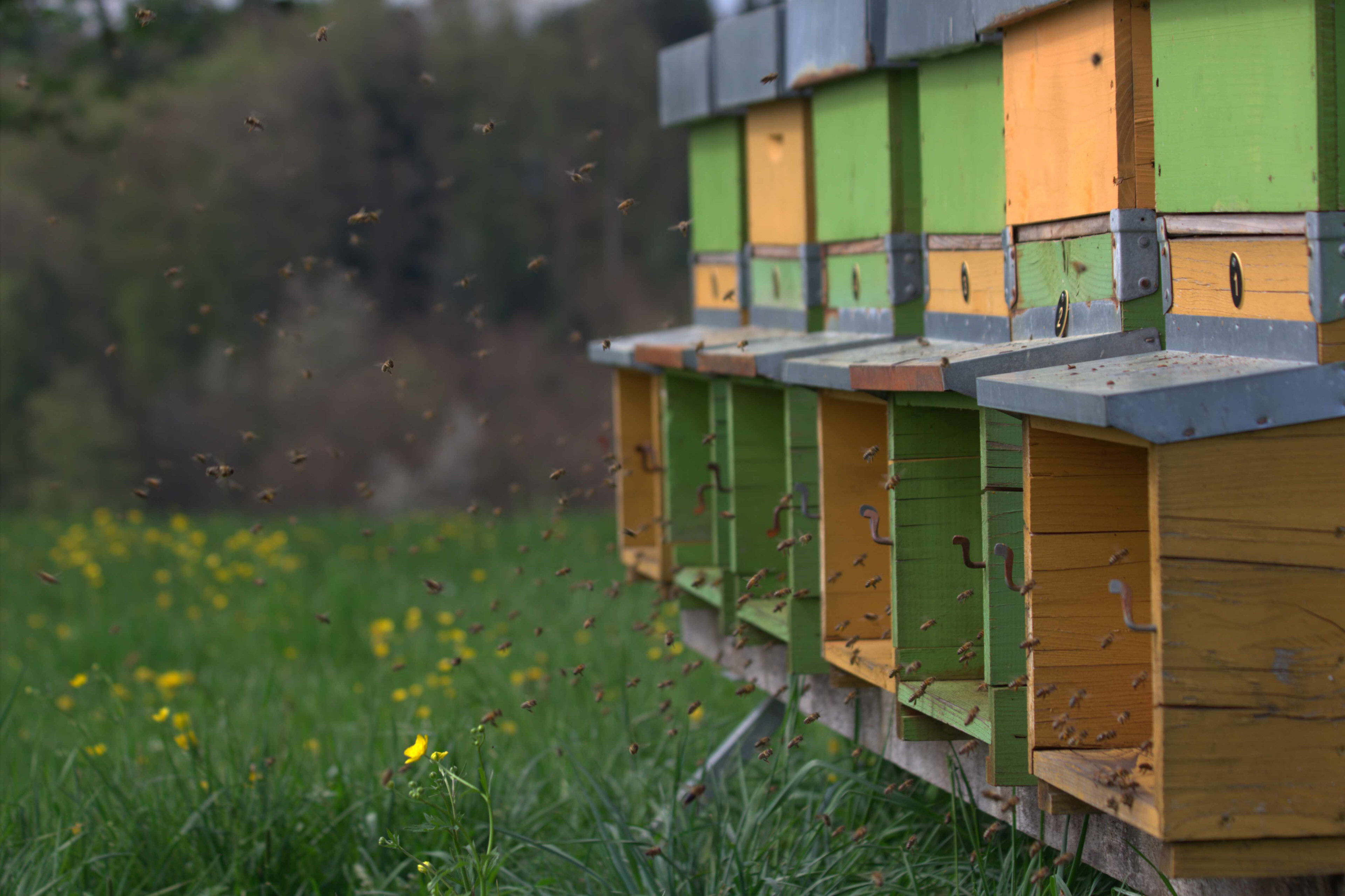 Bienen beim Anflug auf die Bienenstöcke