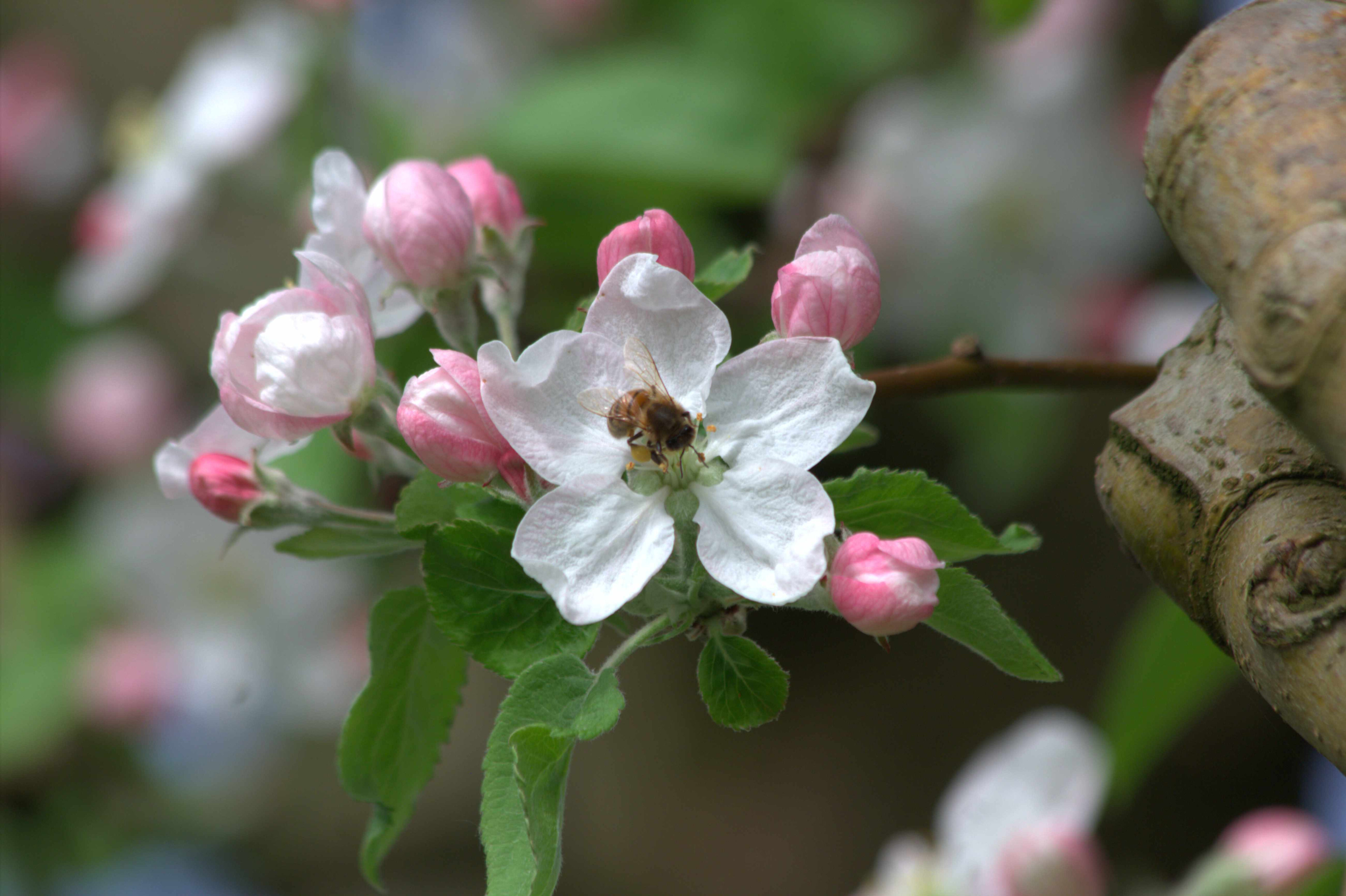 Apfelblüten mit zartrosa Blütenblättern