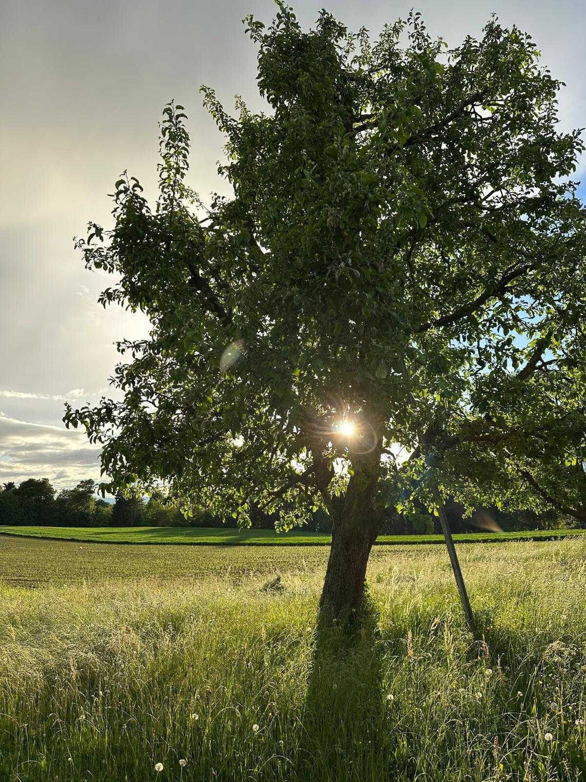 Baum im Frühling in der Abendsonne