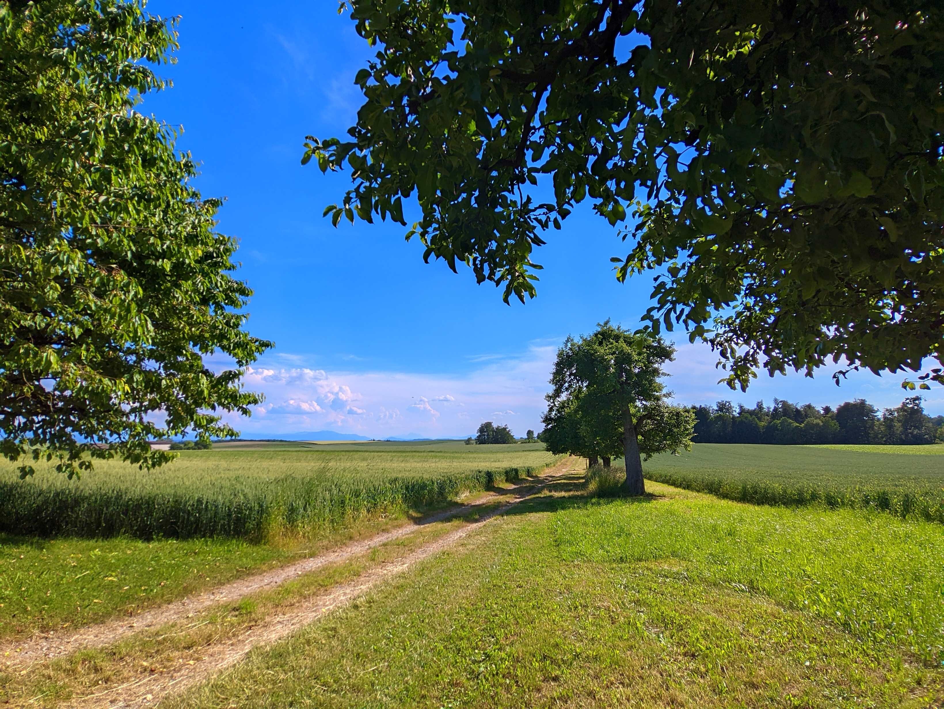 Blick im Sommer auf Felder und Bäume